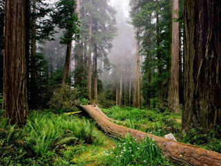 A Tree Falls In The Forest