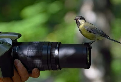 Animal With Camera Seen On www.coolpicturegallery.us