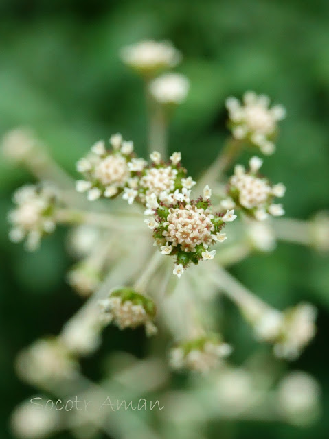 Adenocaulon himalaicum