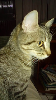 Fotografia do perfil da minha gatinha de dez meses - cor murisca