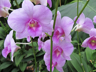 Orchids, National Orchid Garden, Singapore