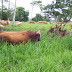 Vanuatu cattle herd growing