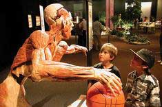 Plastination