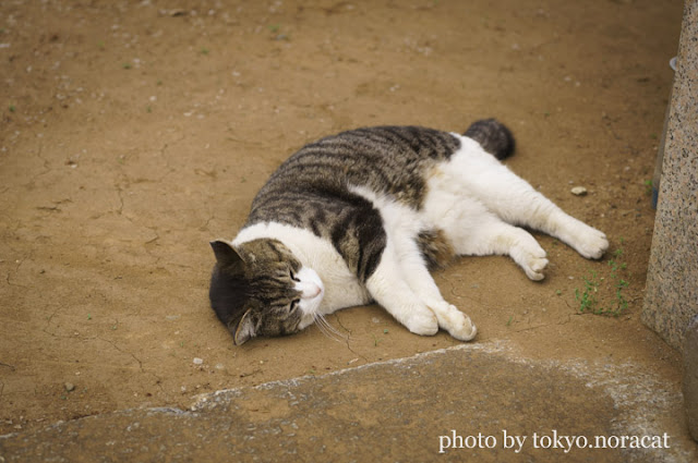 猫写真