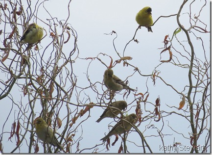 American Goldfinch