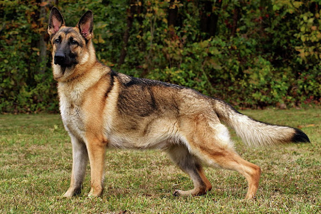 german shepherd dog