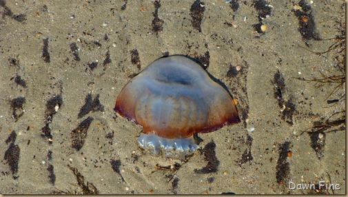 edisto beach_033