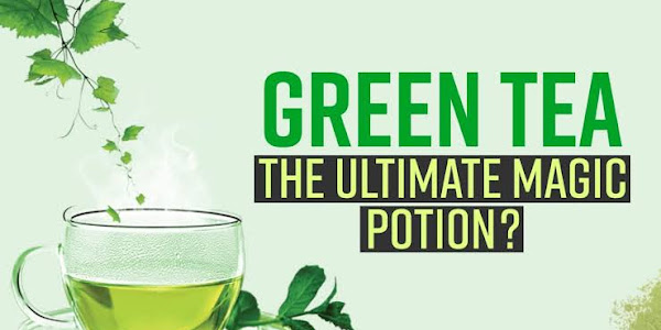 Green Tea, The Magic Potion to Treat Bone-Marrow Diseases