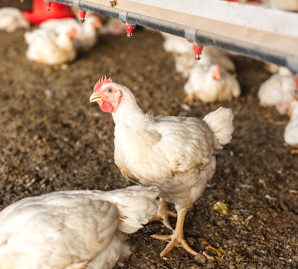 broiler farming, broiler poultry farming, broiler chicken farming, how to start broiler farming, meat chicken farming, broiler poultry production, meat chickens