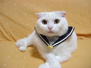 scottish fold cat animal pets kitten