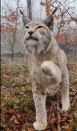 山貓