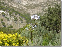 Pretty flowers on the hills