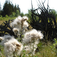 Thistledown and tree-root fence