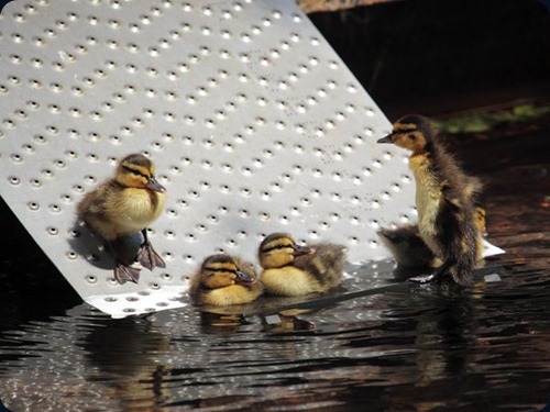 mallard ducks5