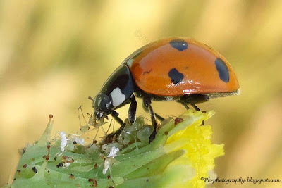 Ladybug Eating aphids