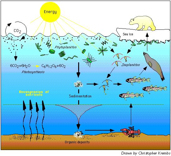 picture of food chain and food web. marine food chain examples.