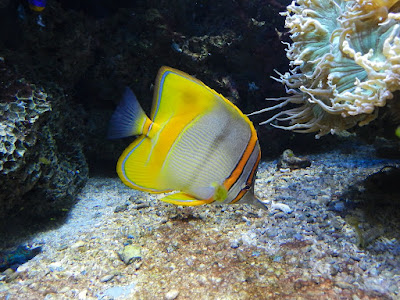 Margined coralfish - Chelmon marginalis
