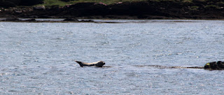 Cooling off in the waves