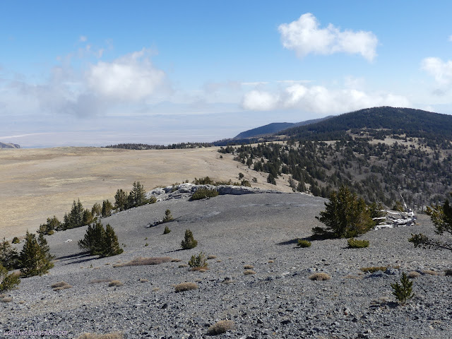 071: pine trees on the plateau