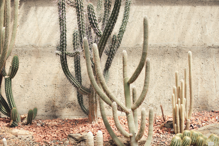 cacti brisbane botanical gardens mt cootha