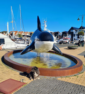 Hafen von Urk mit Hund