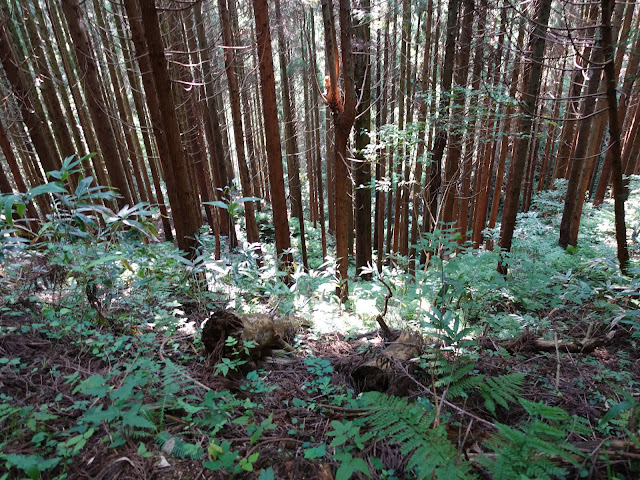 鳥取県西伯郡南部町東上の鎌倉山に登ります