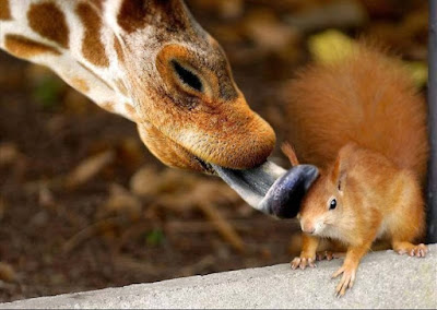 foto tierna de jirafa lamiendo a una ardilla