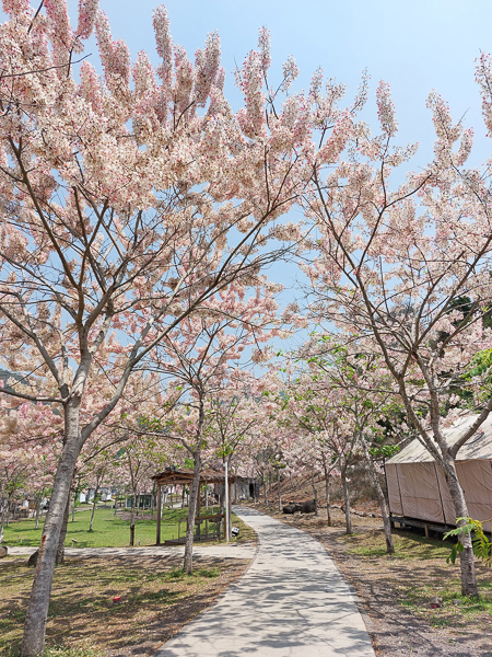 高雄六龜寶來花賞溫泉公園花旗木平地泰國櫻花免費參觀拍照