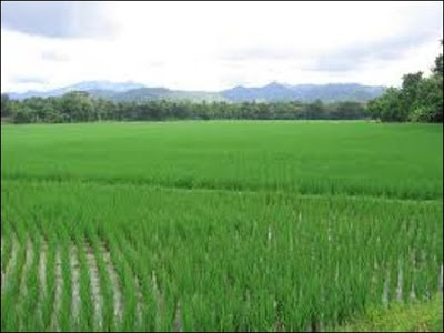 sawah padi