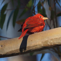 Summer Tanager male, back view – San Diego, CA – Apr. 2011 – photo by Mike and Chris