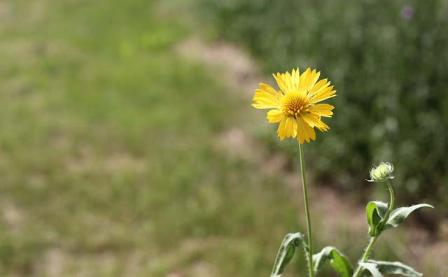 Gaillardia Grandiflora Mesa Yellow Flowers