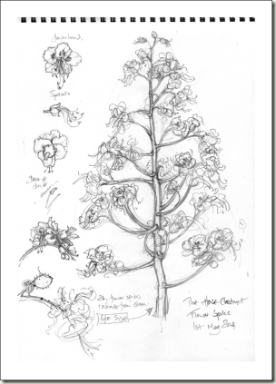 horse-chestnut-sketches-bg