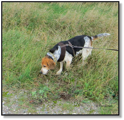 Beagle haben einen ausgeprägten Geruchssinn