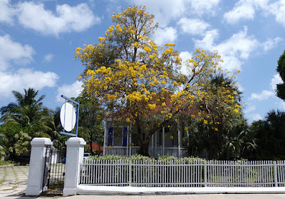 Blooming Yellow Trumpet tree in front of home.