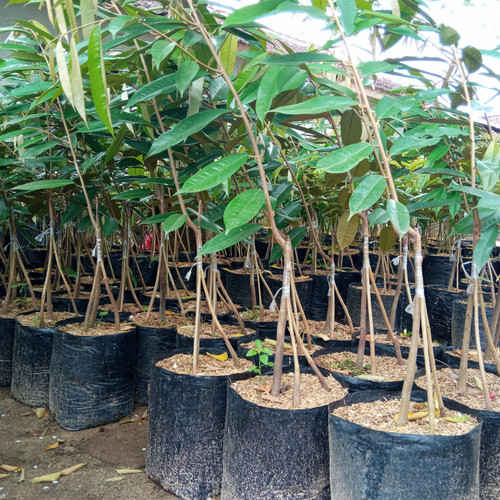 bibit pohon durian montong kaki 3 bisa ditanam dalampot Jawa Tengah