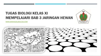 Tugas Biologi Kelas XI Mempelajari Bab 3 Jaringan Hewan