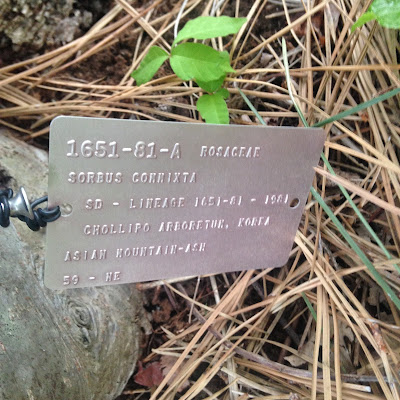 Asian Mountain Ash Tree Tag at the Arnold Arboretum