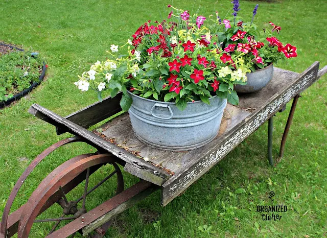 Looking back at my favorite junk garden wheelbarrow and its plantings.