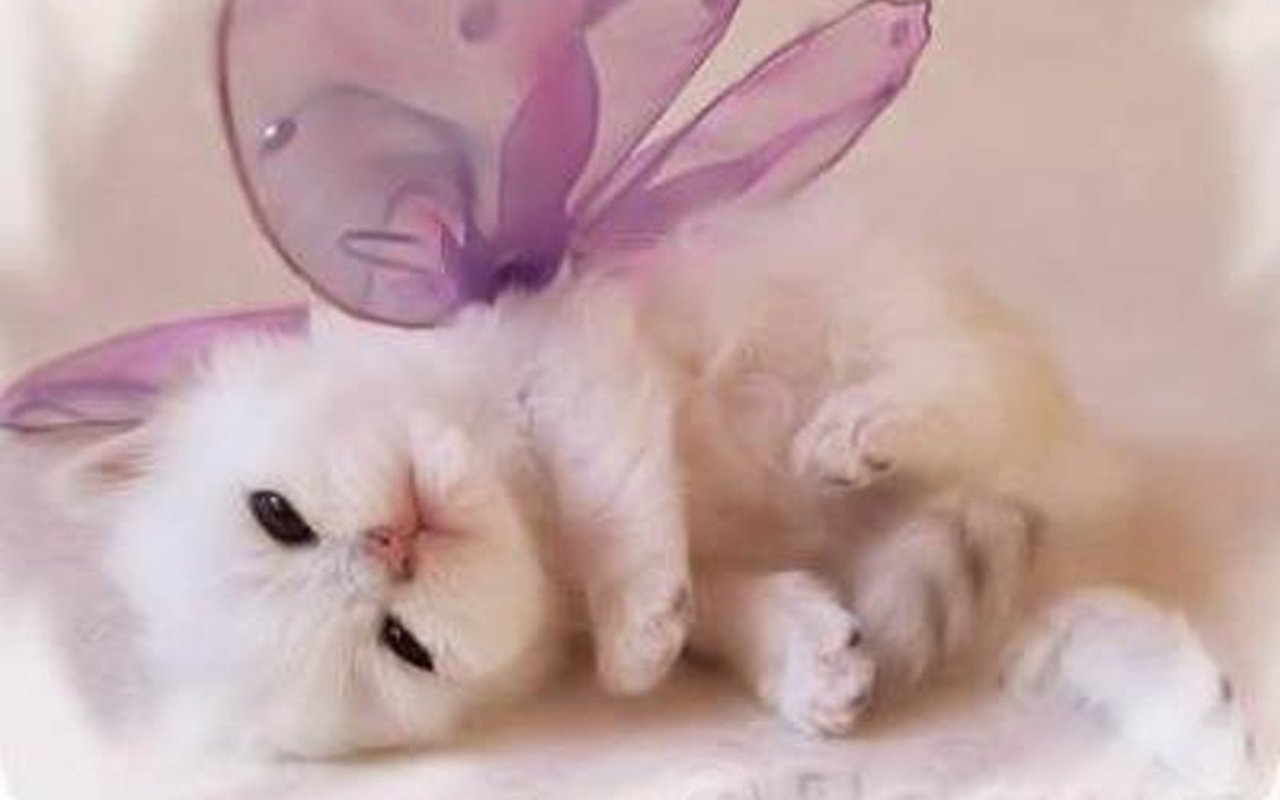 https://blogger.googleusercontent.com/img/b/R29vZ2xl/AVvXsEiWl37Qr4W8oDWTBCZsm33nougcl78gaCSB3bkggf2YXURQLgFDDs2VsCAXwPmX8lMlwpK3zUtp33gKFJfKfPQBxxIfhVSGWWmg017fCEQWqhcqZlbrQkMeHEH8x0fGLtQq3qgU8E9cCgU/s1600/Cute-Kitten-Wallpaper-kittens-16094693-1280-800.jpg