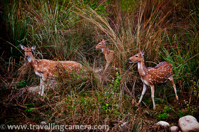 Since Jim Corbett is considered as one of the main tiger reserves in India, which has maximum number of tiger, we again planned for Jim Corbett Trip. This was my third trip to Jim Corbett National Park. Although expectations to see tiger were minimal.Kingfishers of Jim Corbett never disappointed us. They always welcomes us on riverside... During each of the three visits, we were welcomed by these Kingfishers... There is a river after few kilometers from bijrani gate and various birds can be seen around the same. One needs to wait for some time and colorful birds can be watched in silence.Another photograph of a Kingfisher at Jim Corbett National Park, Uttranchal, India !!!Here comes another bird on riverside... This is actually one of the best places to watch birds inside Jim Corbett National Park, but of course it needs patience...There were some bamboo trees inside the forest and some specific types of birds can be found around these trees. Although I have no knowledge about the type of birds and their behavior, but all such information is important while visiting such wild-life sanctuary !!!Some birds keep an eye on all the visitors inside the National Park :)Apart from Jeep Safari inside Jim Corbett National Park, Elephant safari is also allowed. I am not sure about this experience, but seems interesting... Hope to opt for Elephant Safari in Bhadhavgarh !!!Apart from spotted deers, narking deers & monkeys, birds were seen very frequently inside the wildlife Sanctuary !!! Check out  one of the check-list of birds of Jim Corbett at http://www.indiabirdwatching.com/corbett-birds-checklist.htmA family moving ahead after some snacks near Bijrani Guest House inside Jim Corbett National Park, Uttranchal, INDIA...One of my friend explained a very strange mechanism, by which lagoors sitting on top of a tree pluck leaves and help deers standing below them. It was really an interesting thing to watch...Two male and a female spotted deer climbing up... Spotted deer can be seen all over the national park. Behind this, there were two fresh theories by some of the friends in our group .Theory-1 : If there are so many deers, which means very less tiger and probability decreases to see a tiger at Jim Corbett.Theory-2 : If deers are roaming around a particular place, probability of seeing tiger increases because tiger has to come to that place for food..Not sure which one is true or none of them has any sense, but we again failed to spot any tiger at jim Corbett... I am not sure if I will go to Jim Corbett 4th time for tiger...This time, we tried early morning Safari and somehow I didn't enjoy it much.