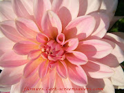A Pink Flower (dahlia decorative bin pink flower)