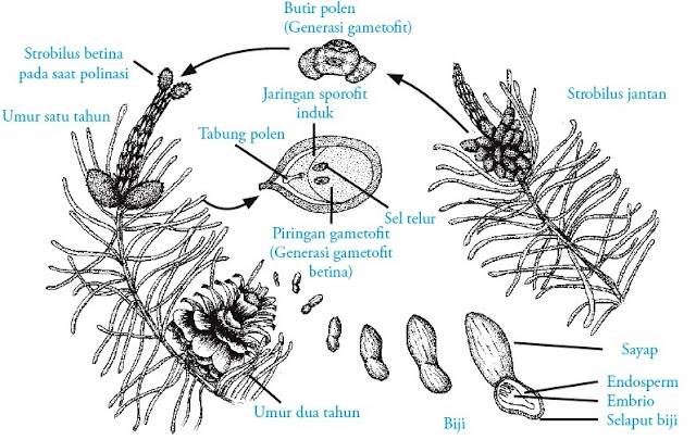 Siklus hidup pinus (Gymnospermae)