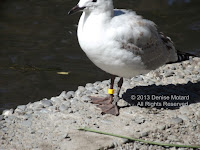 Black-billed gull ringed on both legs, rings are different colors – Christchurch Botanic Garden, NZ - photo by Denise Motard