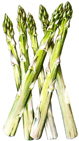 Asparagus Plants