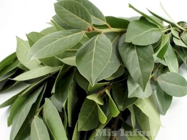 Infusión de hojas de olivo: propiedades y beneficios