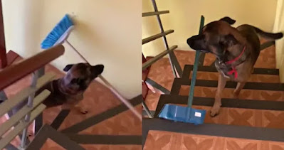 Arturo, el perro que ayuda con la limpieza y causa furor en TikTok