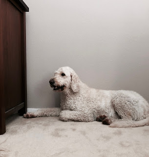 A goldendoodle dog lying down panting with a smile on her face.