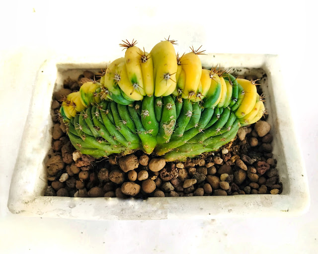 Trichocereus Pachanoi Cristata Variegata kaktüs cactus Bitki bakımı nasıl bakılır