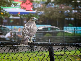 Tompkins Square red-tailed hawk fledgling perches on a fence