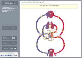 http://www.ceiploreto.es/sugerencias/florentino/laminas_interactivas/circulacion01/actividad.html